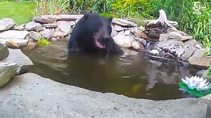 12M views · 374K reactions | With temps in 90s, even the bears are searching for ways to cool off!! A black bear was caught on video this morning taking a dip in a koi pond in Pepperell. More: https://www.wcvb.com/article/ahhhh-black-bear-takes-dip-in-pepperell-koi-pond/40600331 | WCVB Channel 5 Boston | Facebook