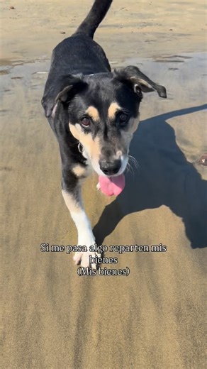 Pao Castillo✨ on Instagram: "Si me pasa algo, reparten mis bienes… mis bienes:"