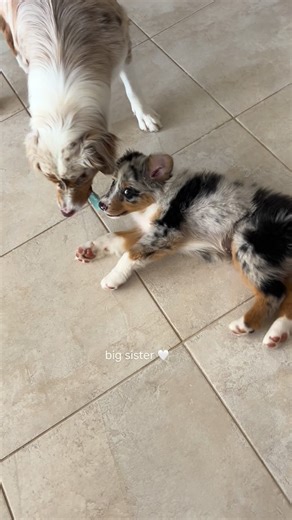 Scarlett & Zephyr on Instagram: "What I imagine she’s telling him 🥹 Make sure to follow @scarlett.the.aussie_ for all of Scarlett and Zephyrs adventures 🫶🏼 #puppy #sister #australianshepherd #aussiepuppy"