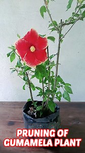 Benepisyo ng Pruning sa Gumamela o Hibiscus plant Ang hibiscus ay natural na tumataas at may mahahaba na tangkay. Ang pruning ng gumamela ay maaring magdulot ng isang mas buo, mas masanga na halaman. Ang pruning din ay maaaring aktwal na pasiglahin ang pamumulaklak, dahil hinihikayat nito ang paglaki ng mga bagong sanga na nagbubunga ng mga pamumulaklak. #GUMAMELA #hibiscusflower #pruning | Kabayang Manny