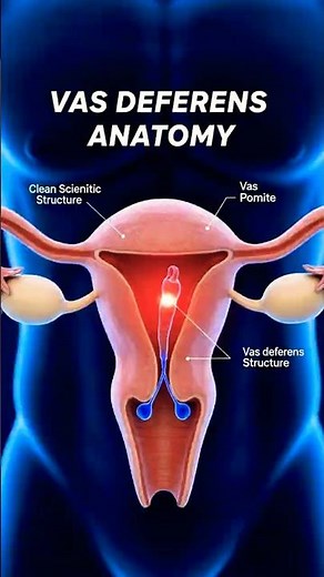 Inside the Vas Deferens: 3D Dissection and Function Explained - EcoHuman ScienceLab #shorts