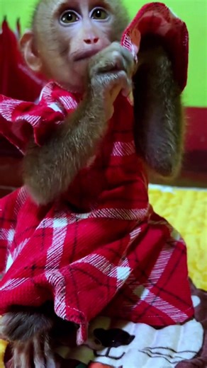 3K views · 27 reactions | This big monkey is taking off his clothes ❌ #fblifestyle #BabyMonkey #CuteMonkey #MonkeyLove #AdorableAnimals #Wildlife #NatureVibes #MonkeyMood #PeacefulMoments #AnimalLovers #MonkeyLife | IWalk | Facebook