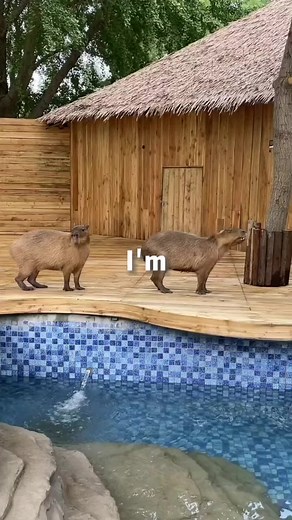 #animals #capybaramemes #capybaratiktok #capybara #capybaralove
