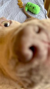 865K views · 117K reactions | It’s nap time for the charlotte’s Web puppies. They are all snuggled up to keep warm on this rainy morning ️ They’d really like to be snuggled up with their people in their forever home ♥️￼ To apply for one of these gorgeous puppies - https://www.mopitbullrescue.org/charlottes-web | Missouri Pit Bull Rescue | Facebook