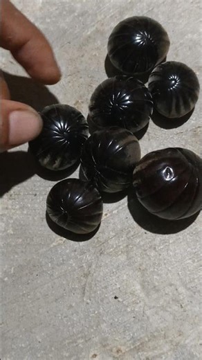 This animal is called pill millipede #pillmillipede #shorts