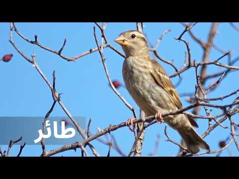 Learn Birds in Arabic for Kids | الطيور للأطفال