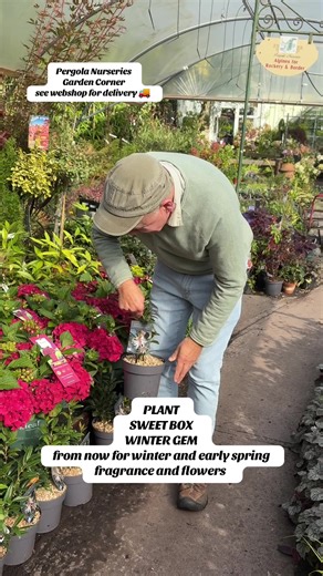 #add WEBSHOP https://pergolanurseries.ecwid.com . Sarcococca - Sweet Box - Winter Gem Winter/spring flowering dwarf evergreen shrub with a fragrance that wafts through your garden! Happy in pots or beds. Winter hardy and lasts forever. Planting time is from now . Available in WEBSHOP https://pergolanurseries.ecwid.com ALL IRELAND DELIVERY 🚚 32 Counties Pergola Nurseries Garden Corner, Virginia, Co Cavan “A gardeners oasis of quality plants “ Open Tuesday to Saturday 10.3-5 Open Sundays 2-5 #fyp