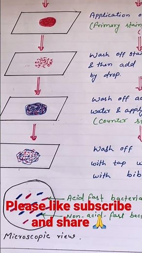 Ziehl-Neelsen staining | Acid Fast staining procedure #process #viral #youtubeshorts #science #short