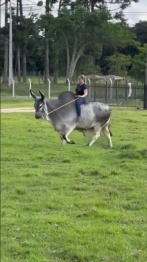 Big Bull riding by a beautiful woman very well