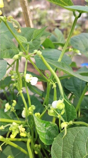 How to Successfully Grow Beans!🌱#shorts #beans #rooftopgarden #gardening