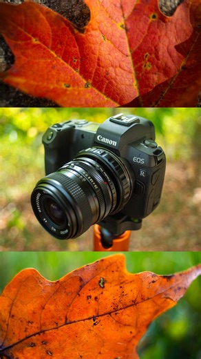 #DLXStretch lens adapters turn almost any lens into a macro lens! In this video we use a Canon FD to Canon RF DLX Stretch adapter to create macro photos of Autumn leaves. Link in bio to learn more. - - #macrophotography #autumnleaves #fallcolors #fotodiox #fotodioxpro #macrolens #canonfd #canonrf #eosr #naturephotography #macroleafphotography #macrohelicoid #lensadapter #adaptedlens #vintagelens #manuallens #manualfocus #autumnleaf #fallleaf #autumncolors #autumnphotography #fallphotography #can