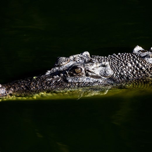 Influencer investigated for "dangerous and illegal" crocodile wrestling
