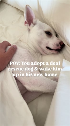 Understanding the Joy of Dogs from Our Perspective