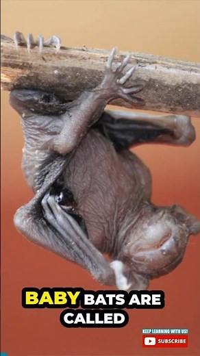 What are Baby Bats Called? 🦇 Are Bats Birds? 🤔 #batfacts #bats #animalfacts #mammals #babyanimals