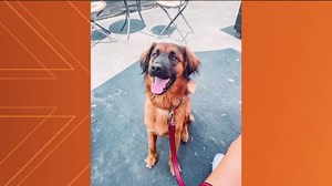 Get to know KC Sherman, KVUE Daybreak's new meteorologist