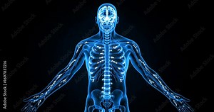 Human body scan revealing skeleton and internal organs.
