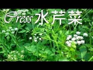 水芹菜料理 Oenanthe javanica