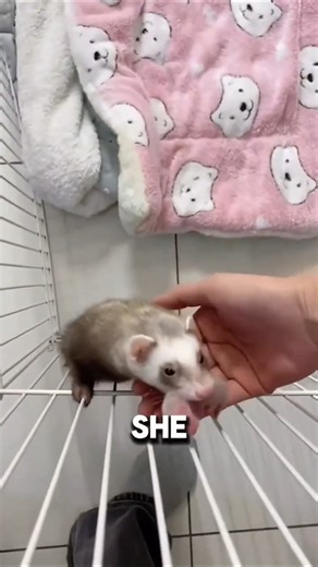 Why Do Ferrets Show Their Babies to Humans? 🐾