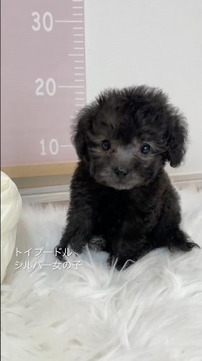 トイプードル専門店の子犬です。2/14生まれ、シルバー、女の子が見学デビューしました。 #トイプードル #トイプードル子犬 #トイプードルシルバー