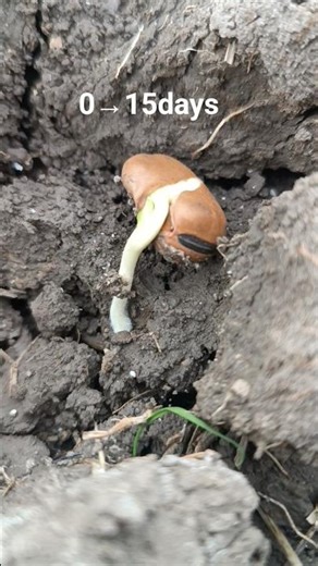 Fava bean growth from planting to 10 days 🌱Farming life in Iran #Agriculture#FarmLife##PlantGrowth