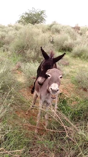 "Discover the Amazing World of Donkey Breeding: Tips, Tricks, and Surp...
