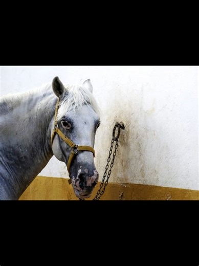 #cavallo #spirituality #anomaly #pov #