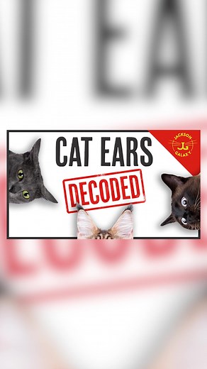 Next up in my cat body language series: ears! In this video I break down the most common ear positions, from radar ears to airplane ears to everything in between. Understanding cat body language can prevent misunderstandings and potential conflicts, ensuring a happier and more harmonious life with your cat… so listen up! Join me today at 10:30am PT on YT to LIVE CHAT and watch this new premiere together! #cats #airplaneears #catears #catsoftiktok #jacksongalaxy #catbodylanguage