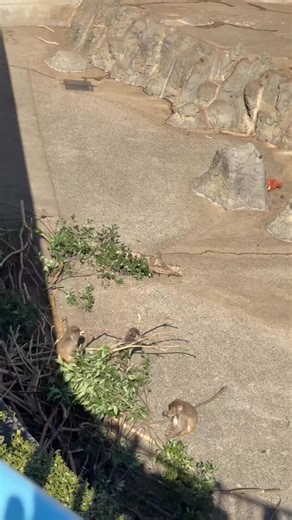 Ichikawazoo Faces Another Monkey Attack