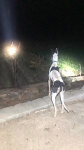 2.4M views · 36K reactions | In the heart of the night, this graceful greyhound stands vigilant . The lamplight draws lines of power in the darkness. The beauty of movement in the stillness of the night. ✨ #Sighthound #Greyhound #Power #Agility #Night #Canine #Vigilance | Pro Hounds World | Facebook