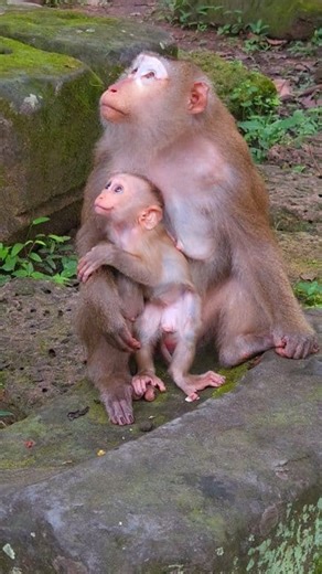 1K views · 18 reactions | Baby Lynx so cute | Real Monkey's Life. | Facebook