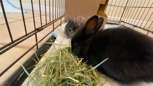 Baby rabbits rescued from a fur farm reveal the hidden cost of luxury
