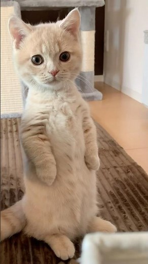 Today is Mugi's anniversary 🎂 6 years ago today, we welcomed Mugi into our home 🙌 #Mugiao #Munchk...