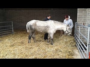 Disturbing case of dumped mares and foals shows reality of horse crisis in UK