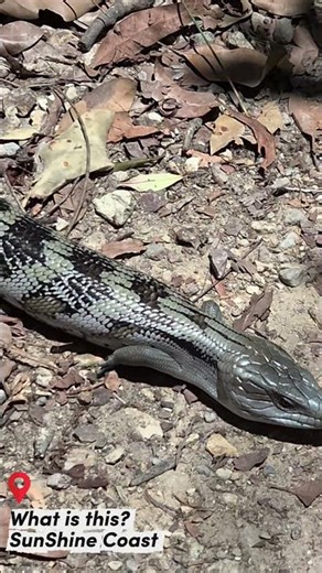 [Travel] Mystery Reptile Spotted! 🐍 | Sunshine Coast Wildlife