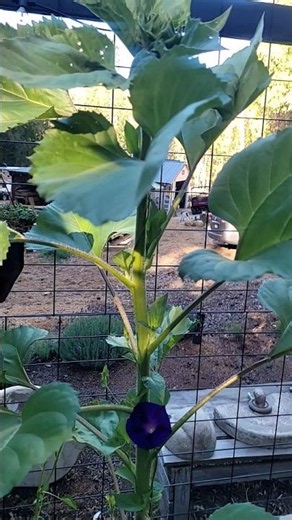 Looking for a genius companion planting hack? 🌻✨ #sunflowers #morningglory