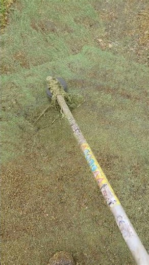 Removing moss from Astro Turf