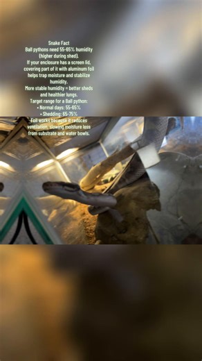 Snake Fact Ball pythons need 55-65% humidity (higher during shed). If your enclosure has a screen lid, covering part of it with aluminum foil helps trap moisture and stabilize humidity. More stable humidity = better sheds and healthier lungs. Target range for a Ball python: • Normal days: 55-65% • Shedding: 65-75% Foil works because it reduces ventilation, slowing moisture loss from substrate and water bowls. #HekaThePython #Heka #BallPythonCare #SnakeFacts #ReptileTok