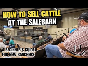 How To Sell Your Cows At The Salebarn - A Beginner's Guide for New Ranchers