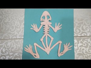 how to make a skeleton of frog