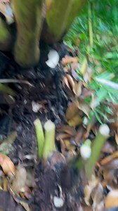 Surin Nasuan on Reels