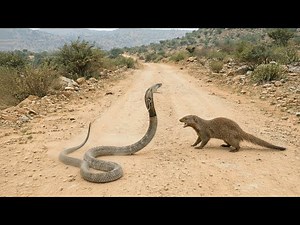 Deadly Cobra vs Fearless Mongoose – Nature’s Most Famous Rivalry