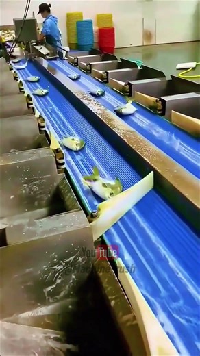 Fish Sorting Machine in Action | Fast Automated Seafood Processing
