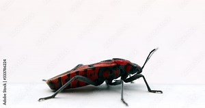 Firebug (Pyrrhocoris Apterus) Insect Isolated On White Background, Red And Black Bug. Close Up Side View / Macro Shot - DCi 4K Resolution