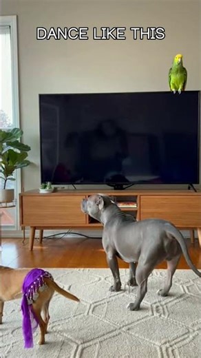 When The TV Goes BLACK! 📺😭 Dog's Reaction is EVERYTHING! | Hilarious Pet Moment