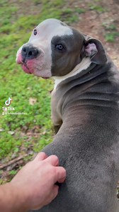 How to make a Bully fall in love with you | Wheeler Bullies