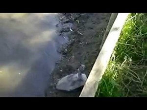 Swan Mother Attacking Her Own Baby Cygnet