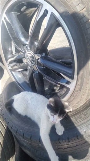 cat tire mechanic!! #cat #Catcut #cute cat #catart