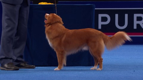 2024 NDS: Nova Scotia Duck Tolling Retriever
