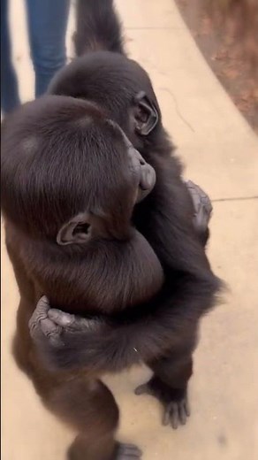 Gorilla Siblings Reunite After Separation 💞