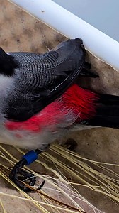 Black Crowned Waxbill male ♂️ He is recovering from the trauma of having just having his toe nails ✂️ trimmed. This species should not be handled ✊️ unless absolutely neccessary as they can become highly stressed and go into a😱 shock. They are prone to toe nails growing long which can lead to accidental 🤕 death if they get caught on trees 🌲bushes or cage wire. This little male weighs between 12-15g ⚖️ only so absolute care must be taken. I had to use the rare oppourtunity to take a quick vide